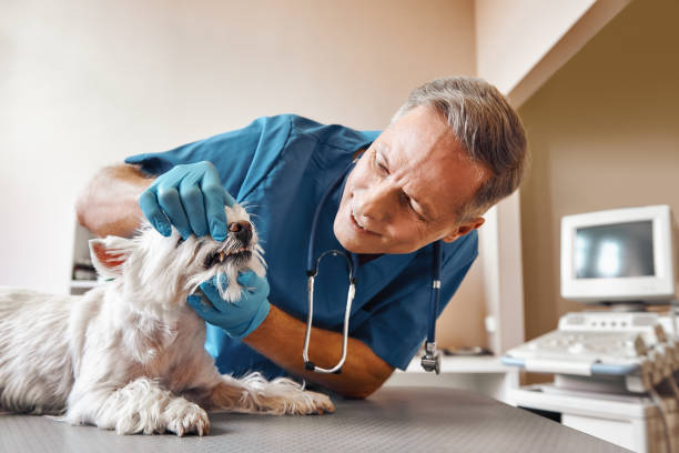 Best Cosmetic Emergency Dentistry in South Gate Ridge, FL